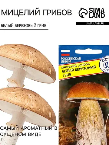Мицелий грибов белый гриб