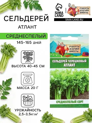 Семена сельдерей